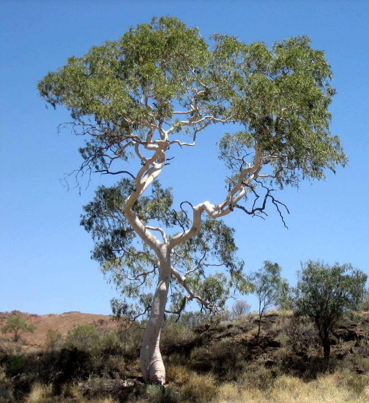 Corymbia