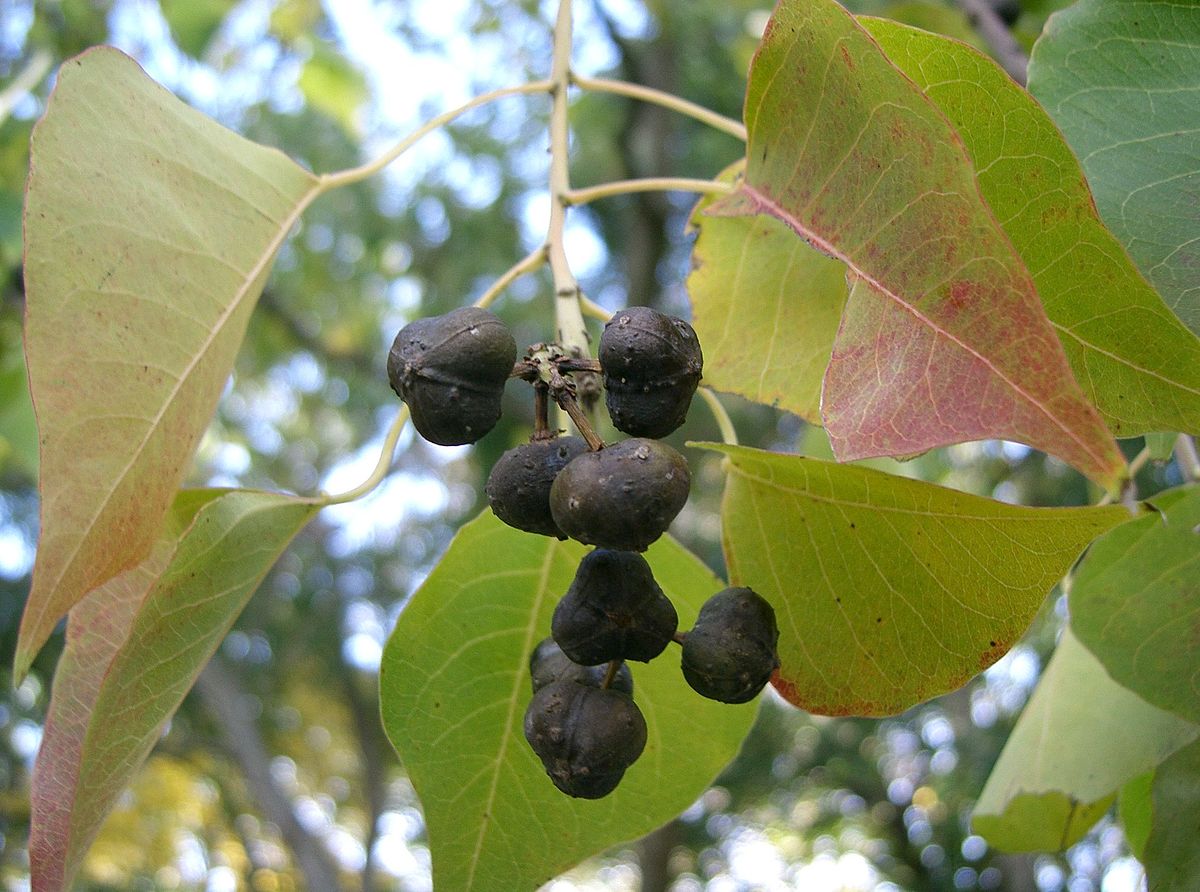 Graines de Triadica sebifera