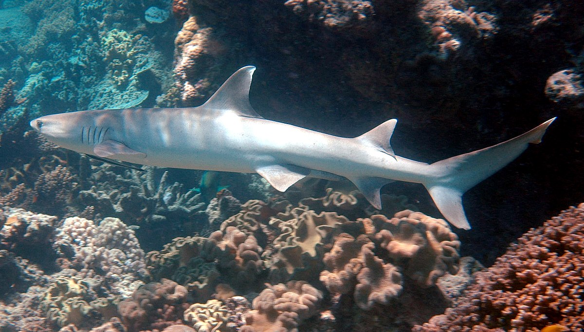 Triaenodon obesus