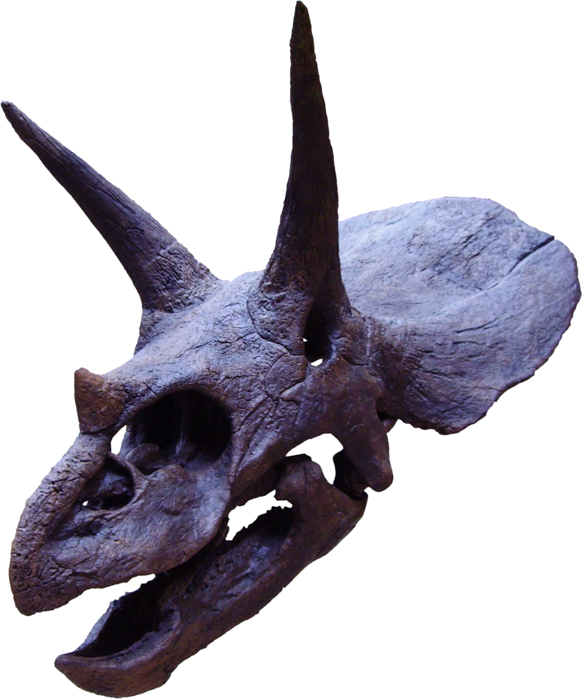 Triceratops2.png