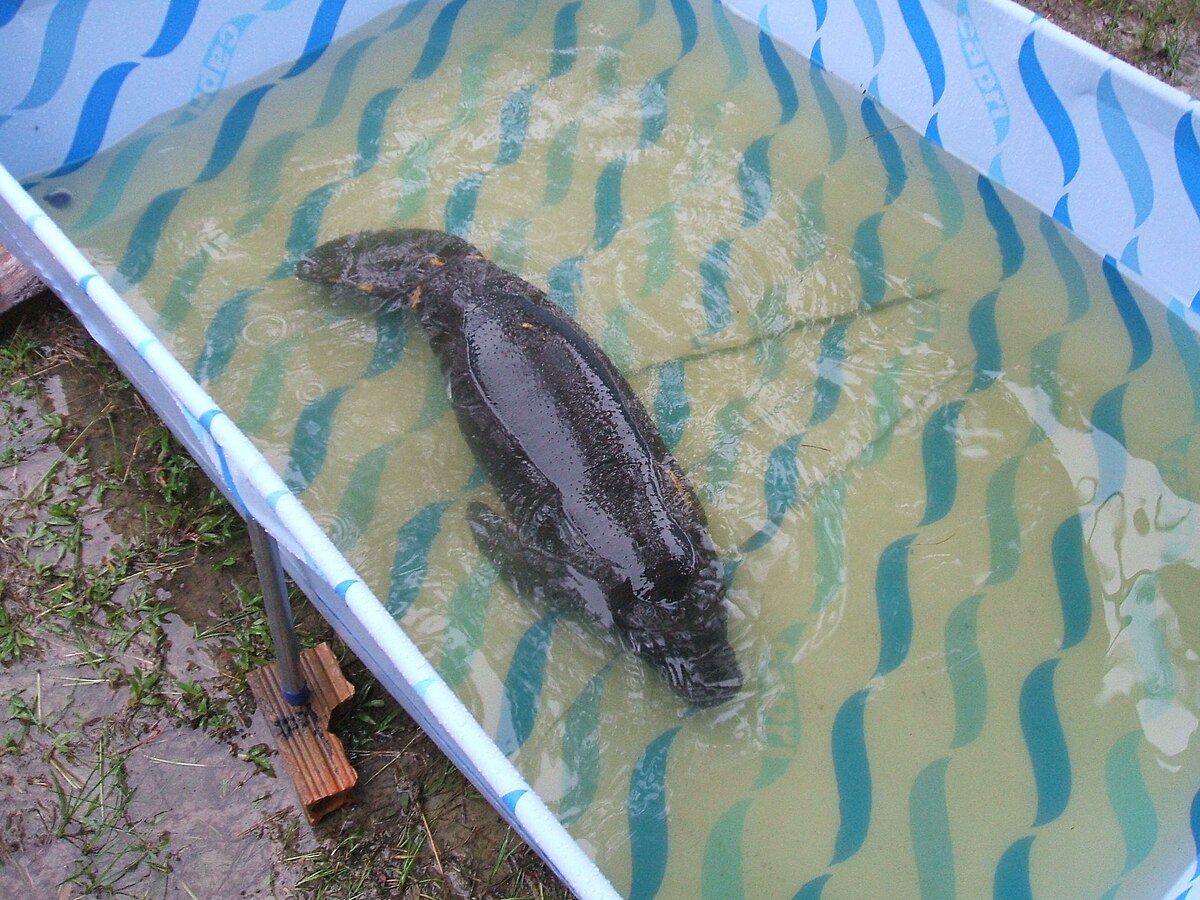Lamantin d'Amazonie