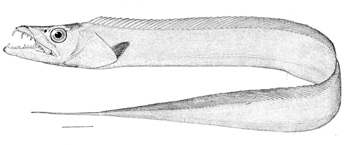 Trichiurinae