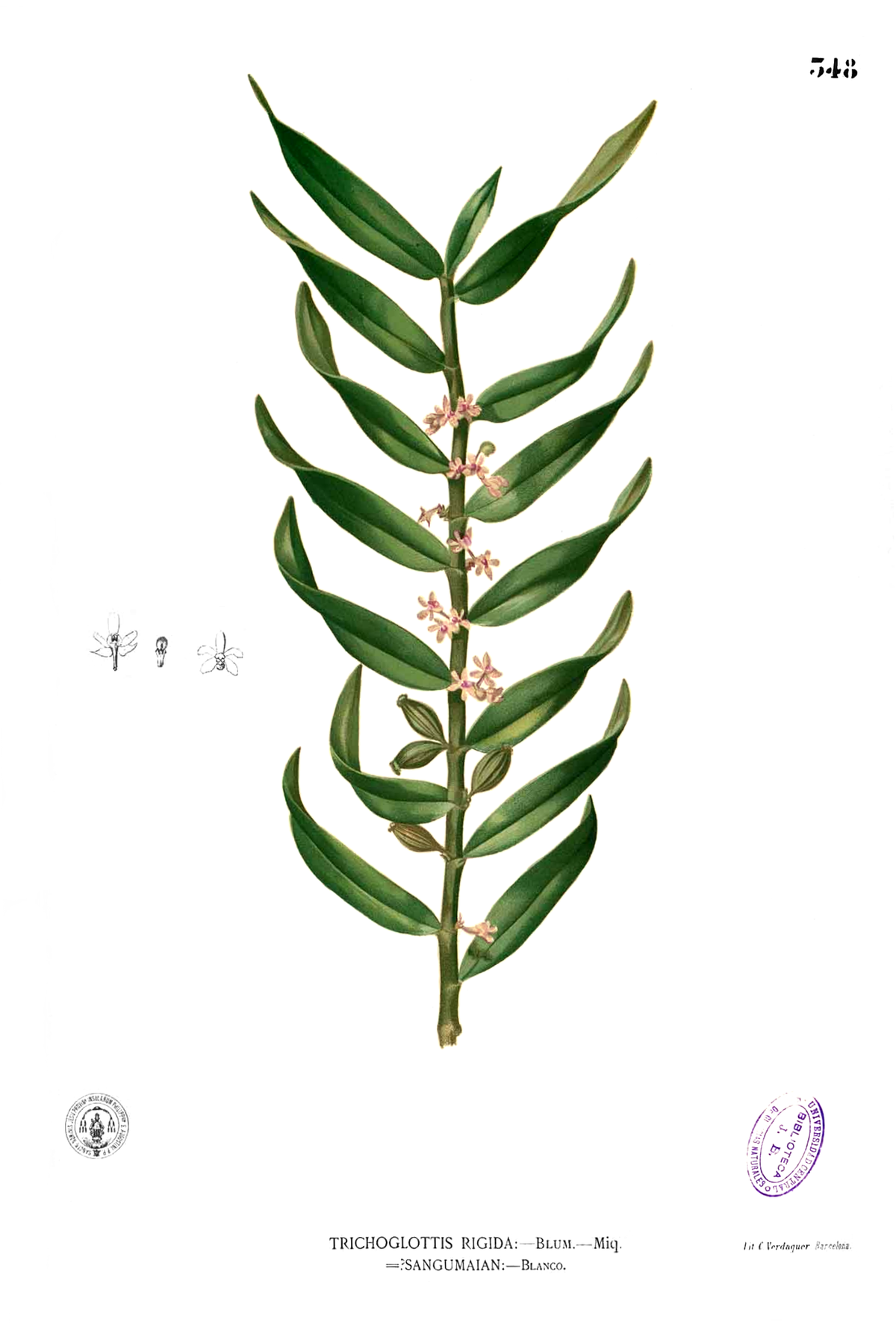 Trichoglottis