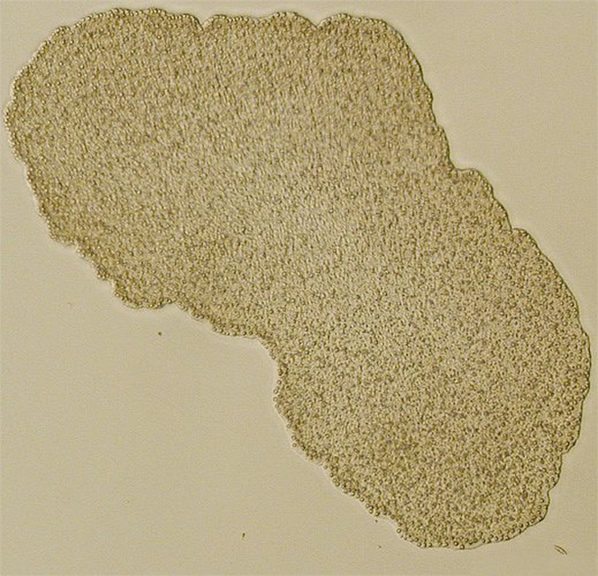 Mesozoa
