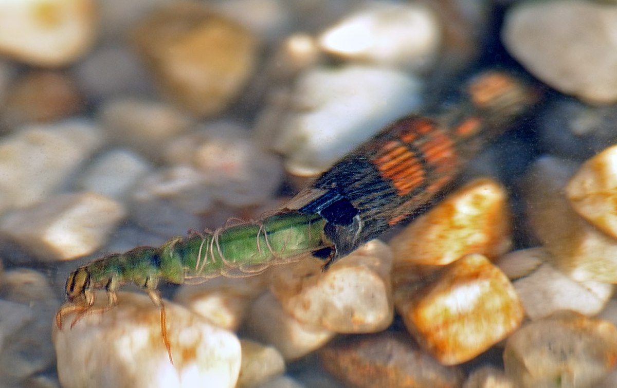 Sericostomatidae