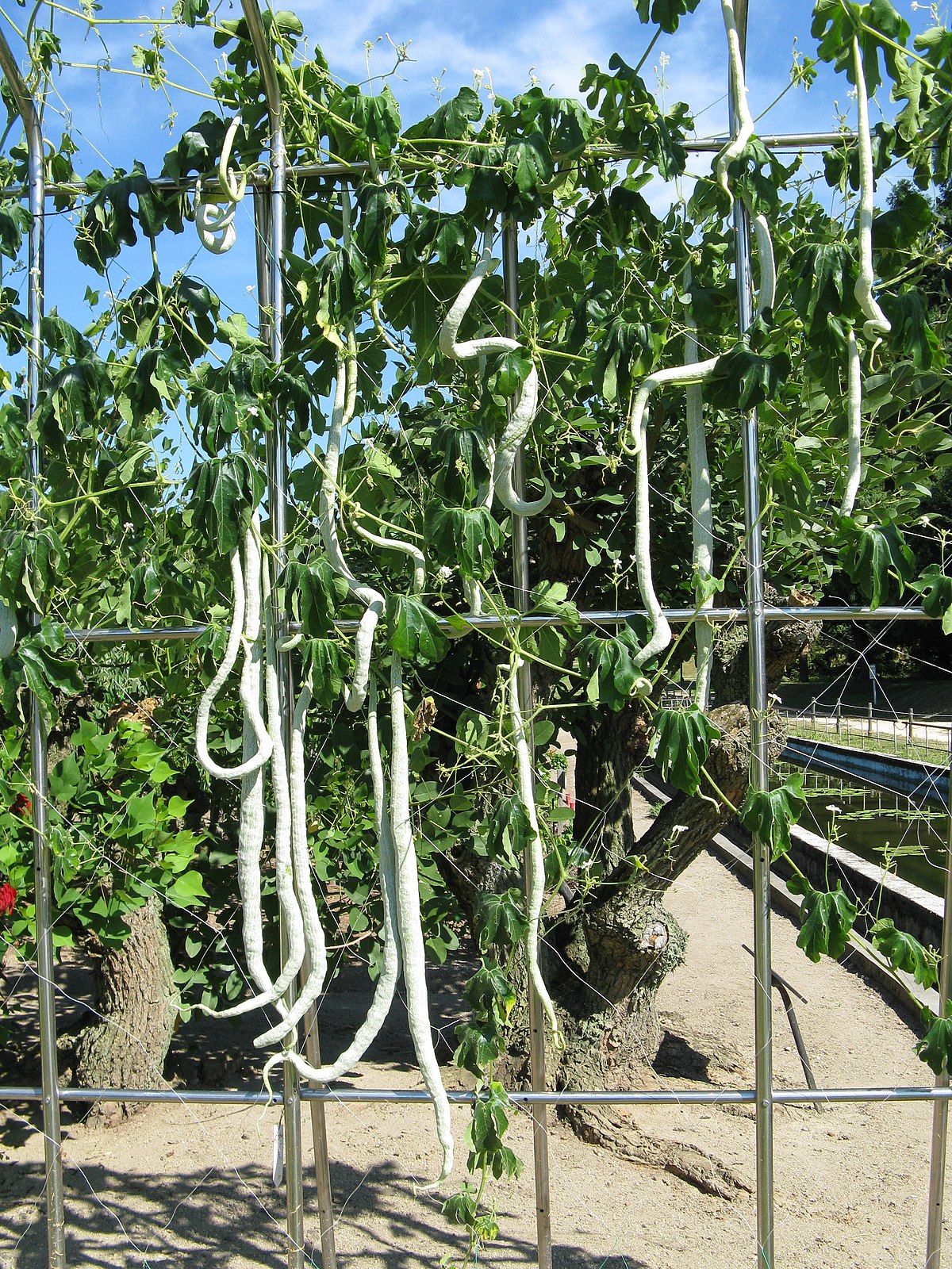Trichosanthes cucumerina