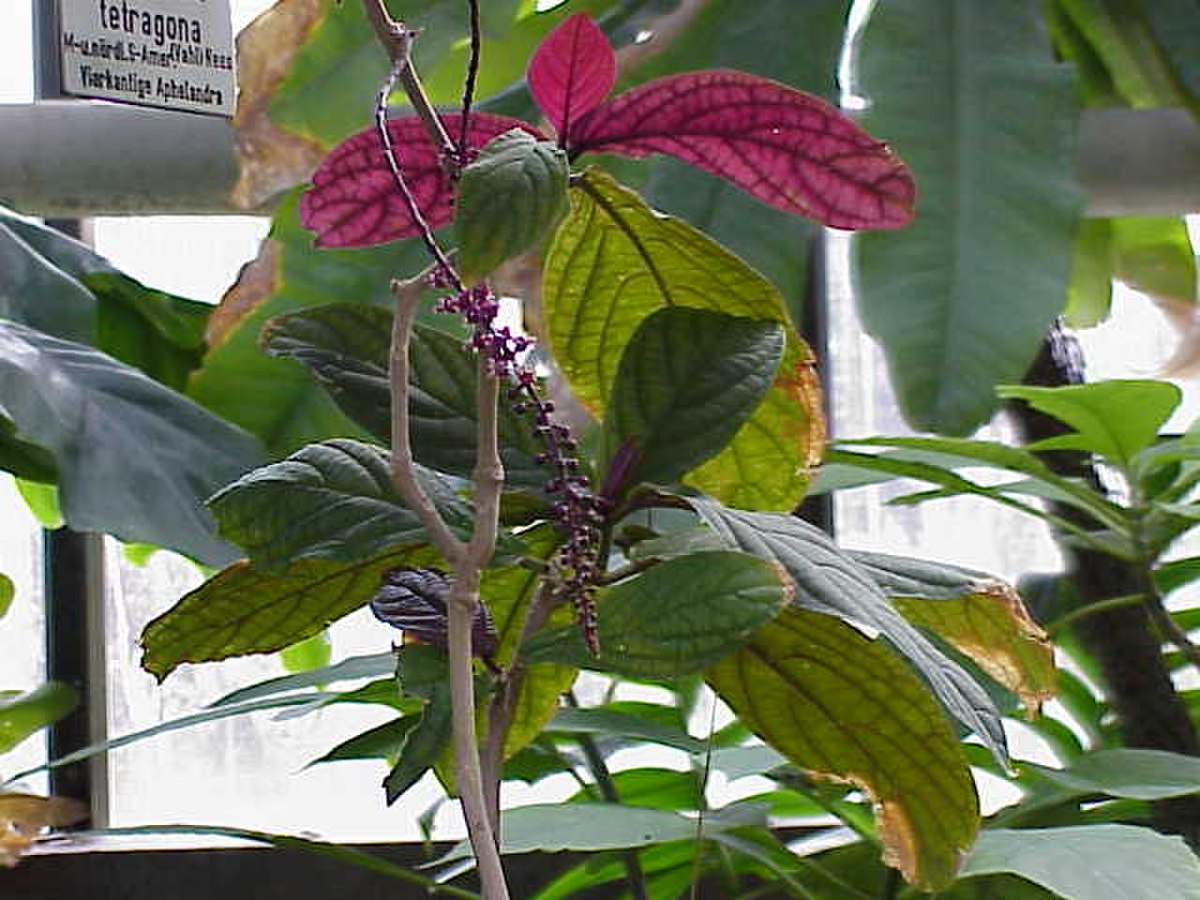 Phytolaccaceae