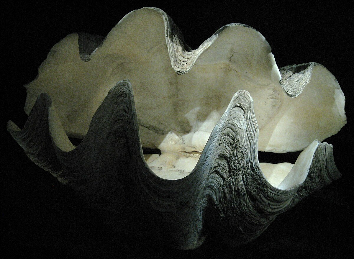 Tridacna gigas 01 by Line1.JPG