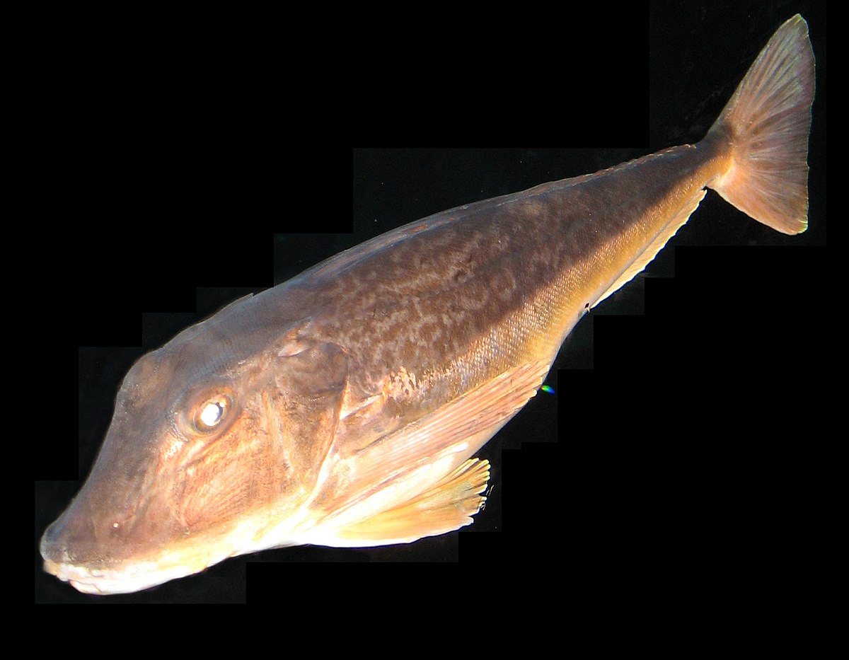 Chelidonichthys
