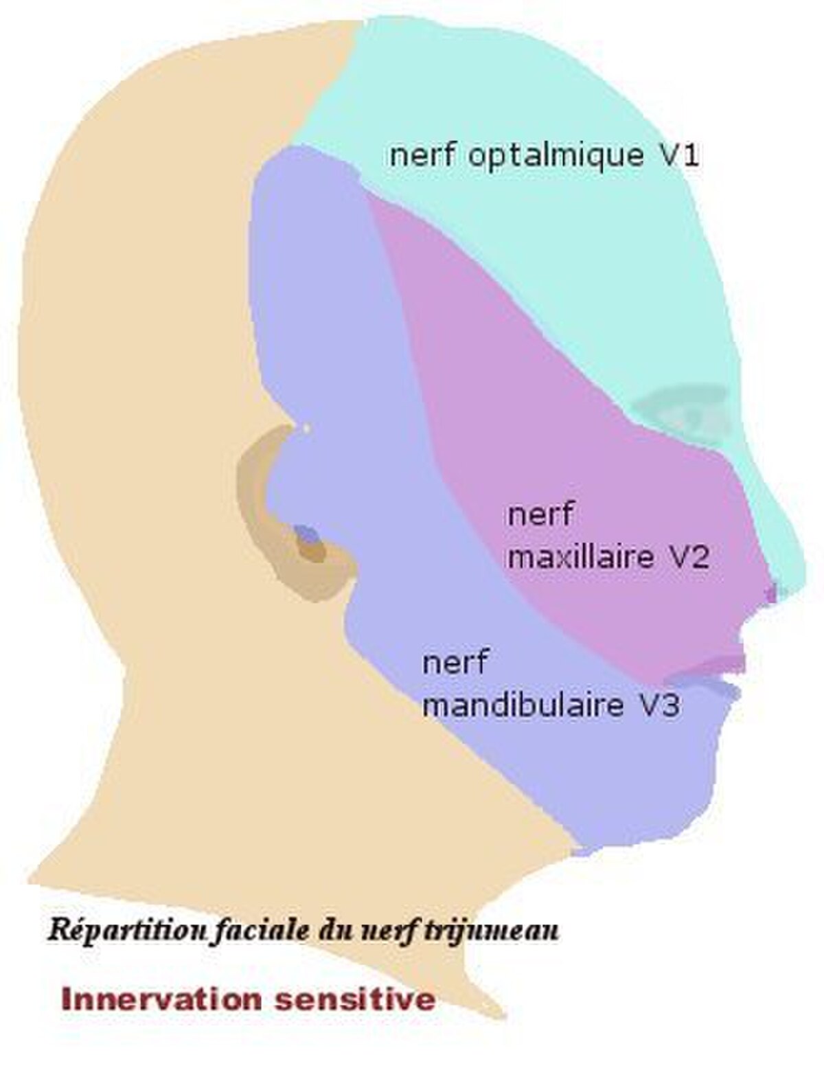 Névralgie du trijumeau