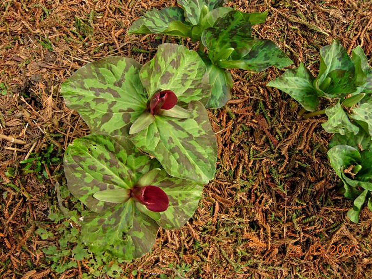 Trillium chloropetalum