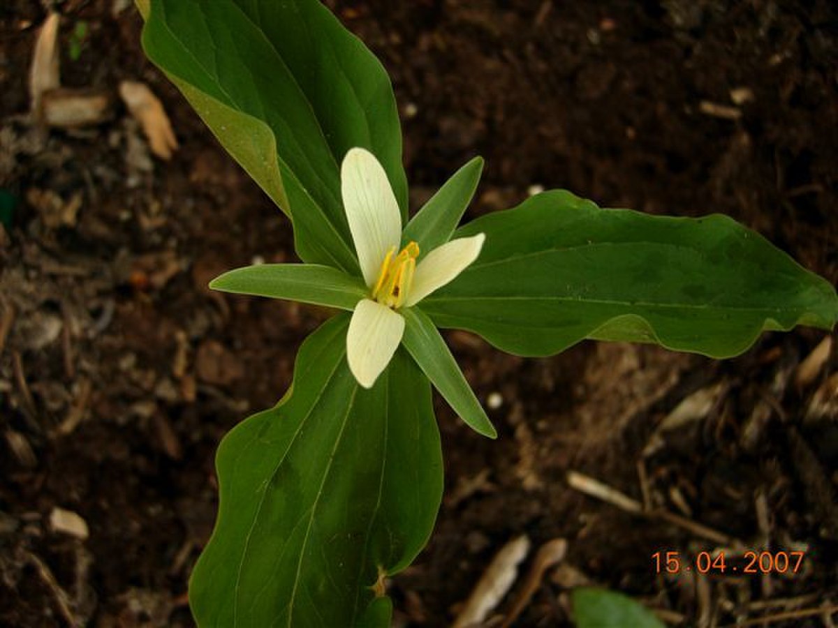 Trillium parviflorum