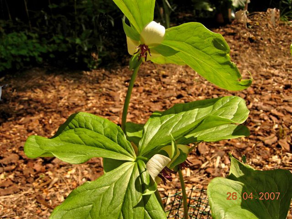 Trillium rugelii