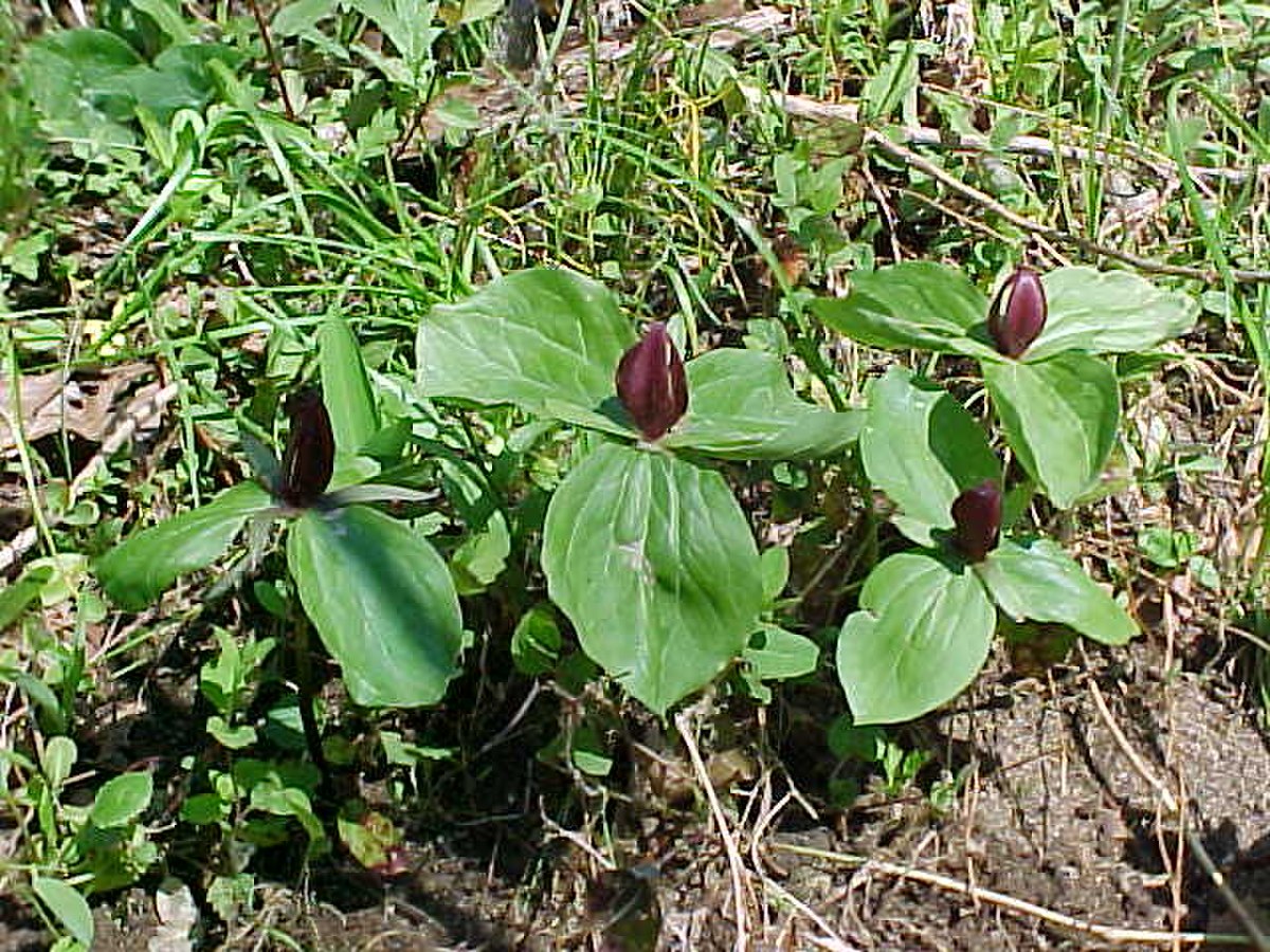 Trillium sessile