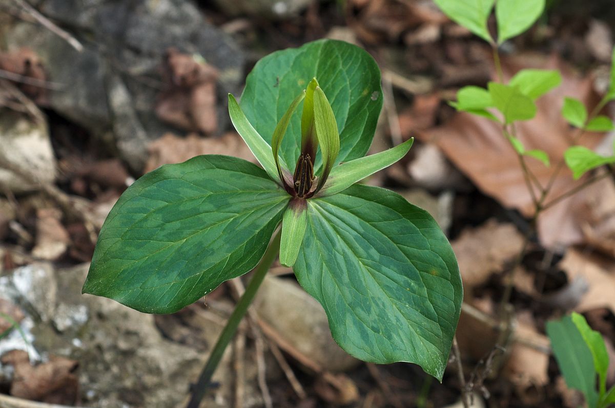 Trillium viridescens