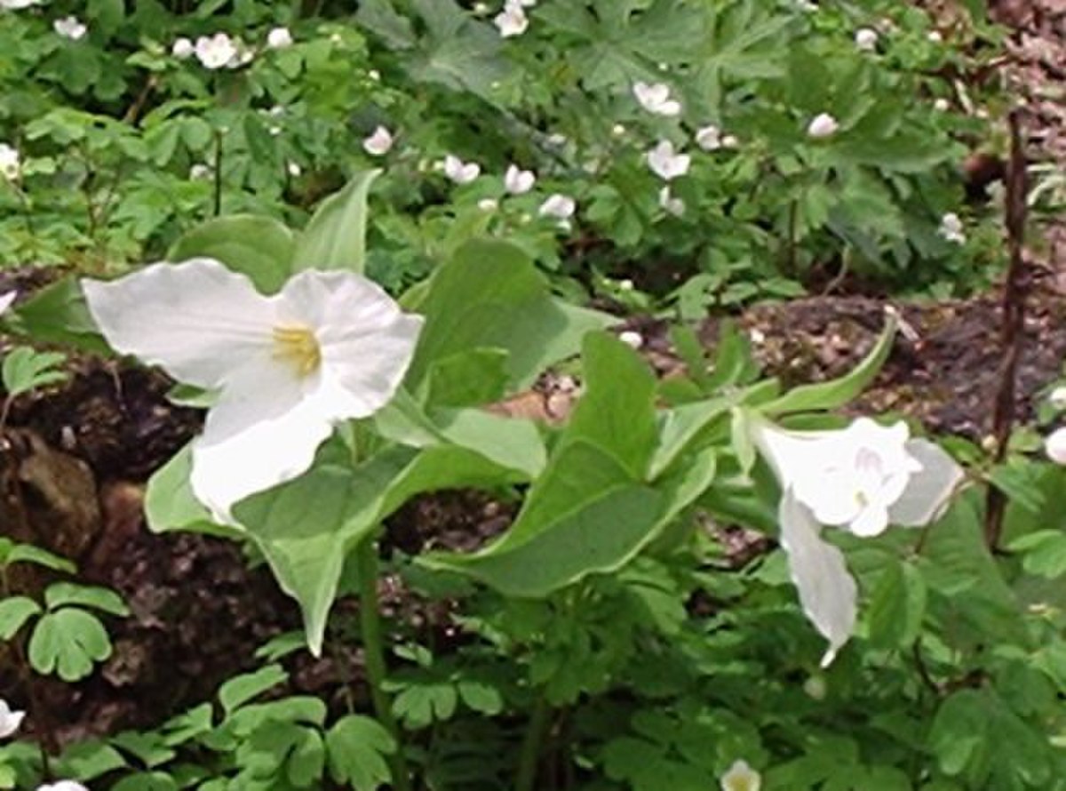 Trillium