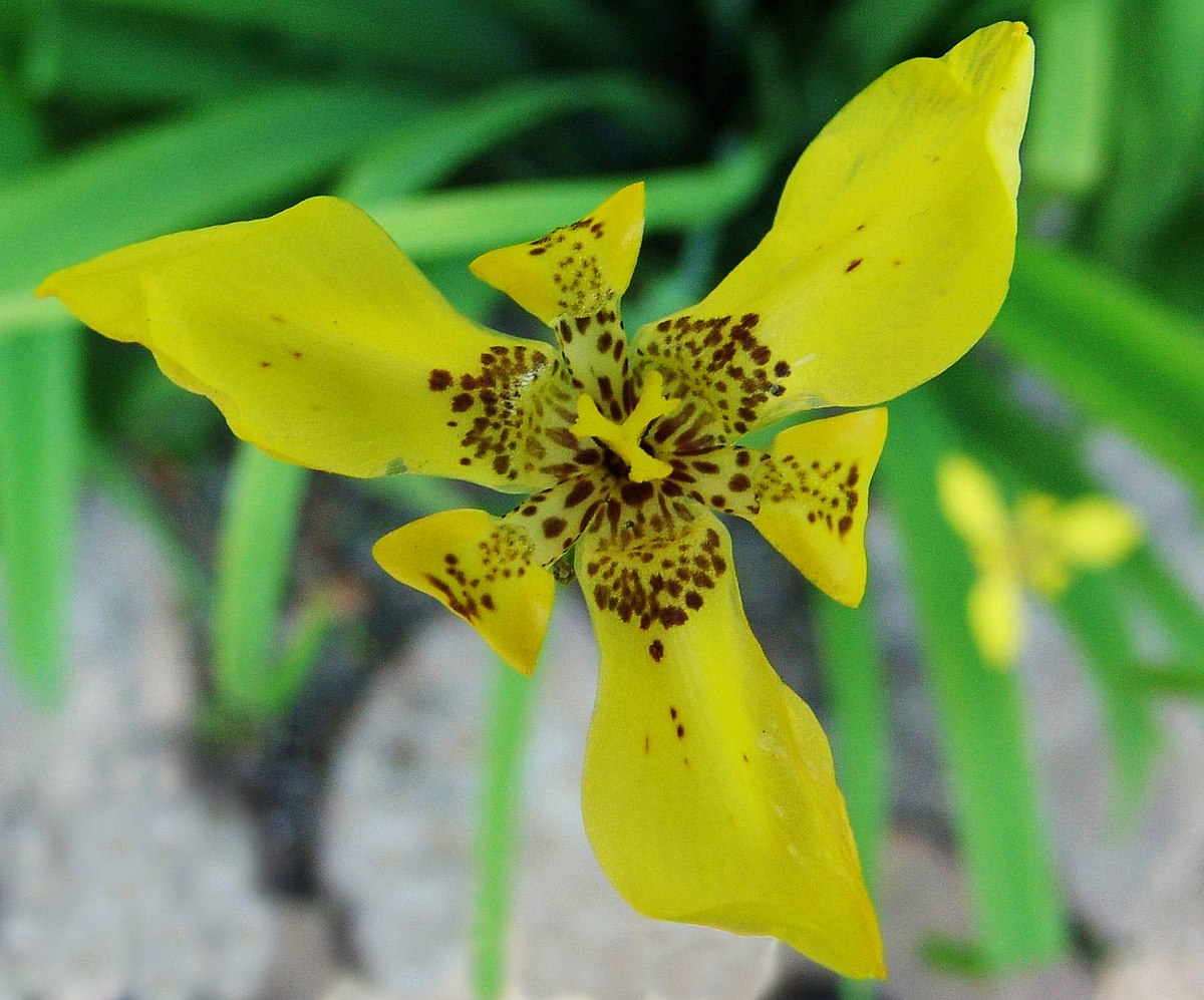 Trimezia