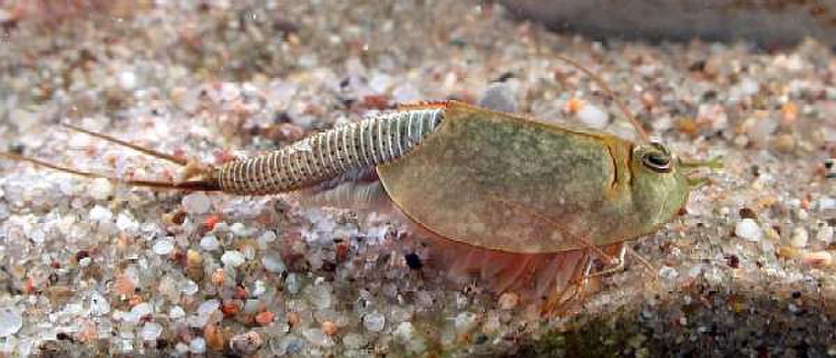 Triops