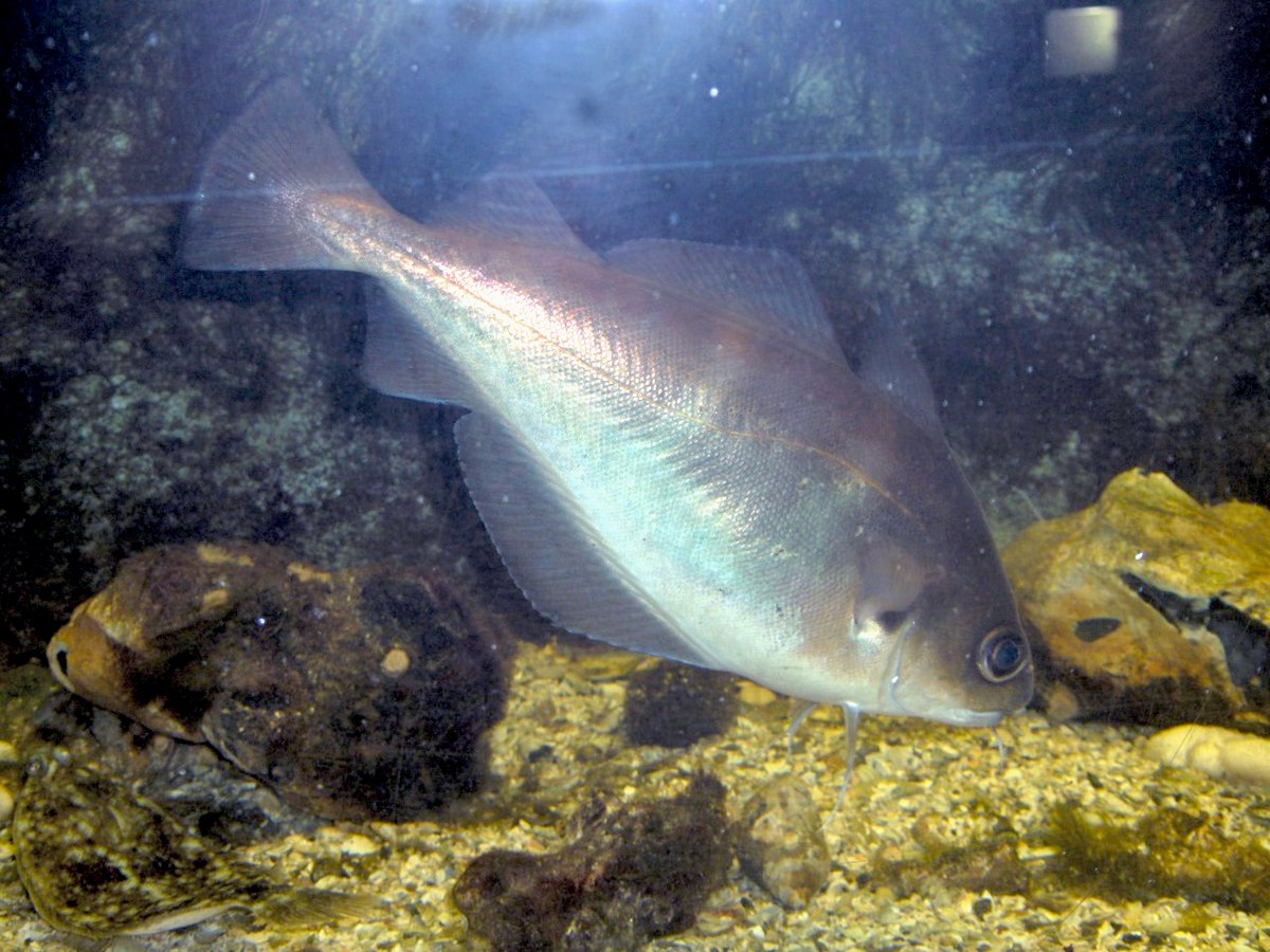 Trisopterus luscus