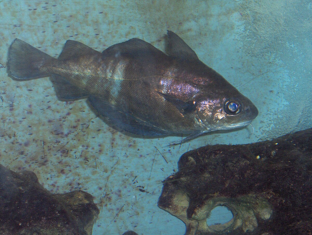 Trisopterus luscus01.jpg