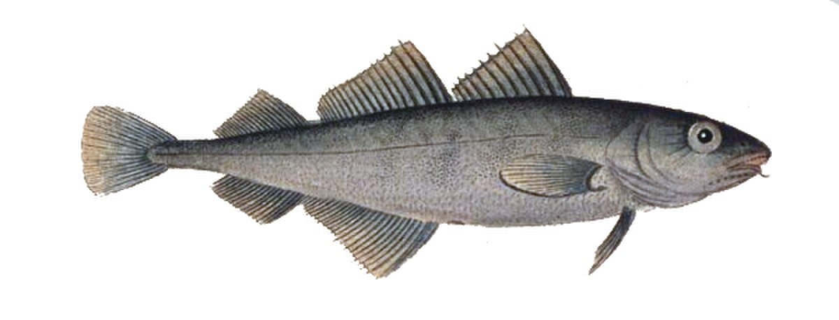 Trisopterus minutus.jpg