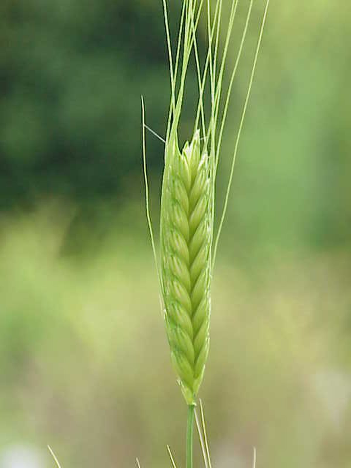 Triticum monococcum