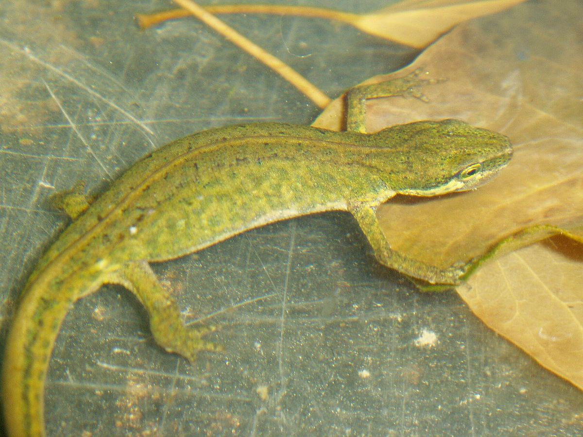 Triturus helveticus.jpg