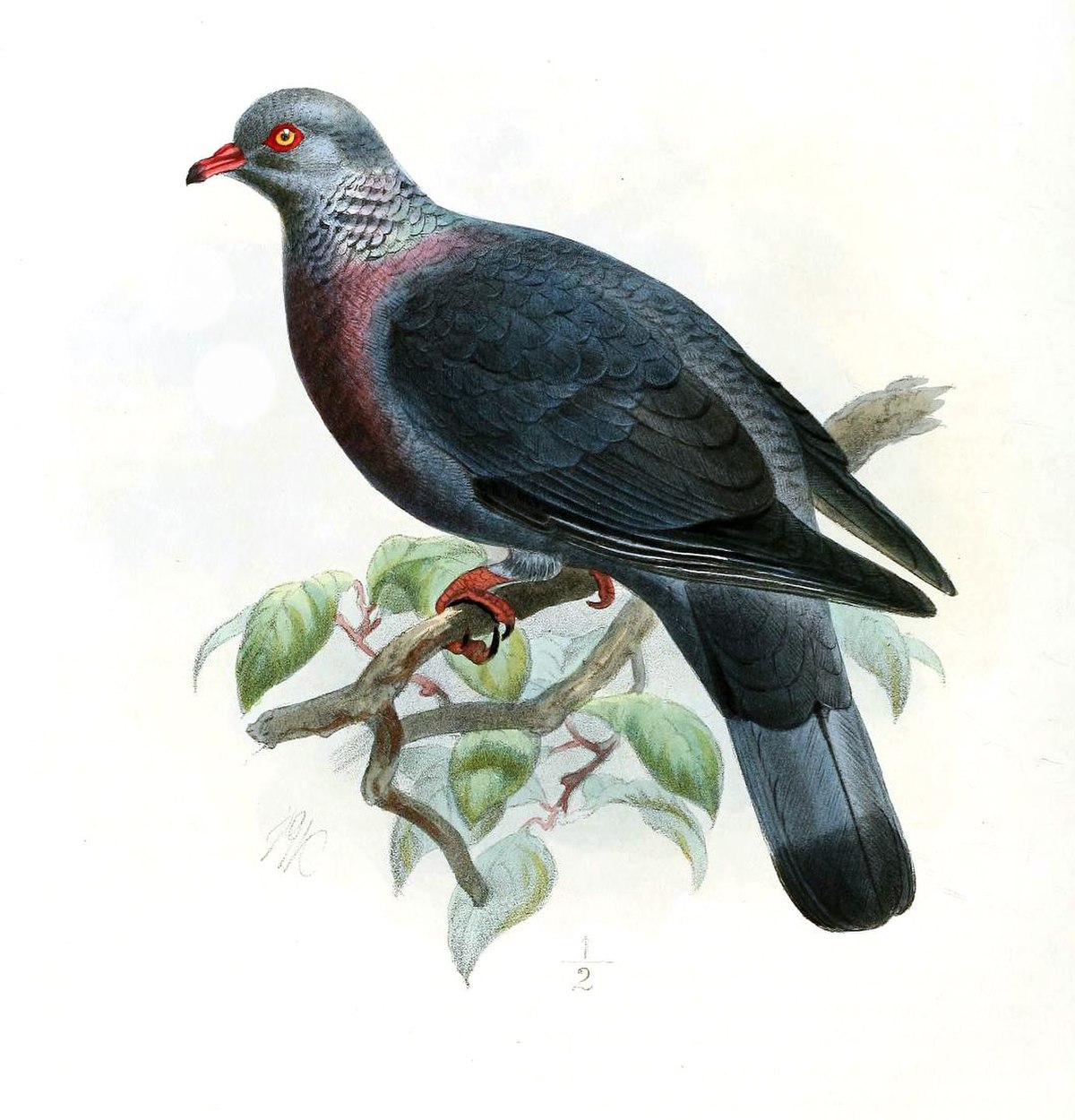 Pigeon trocaz
