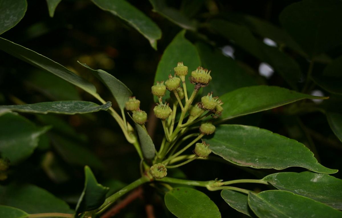 Trochodendraceae