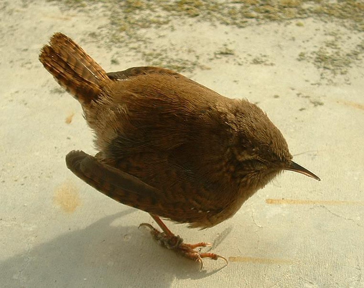 Troglodytidae