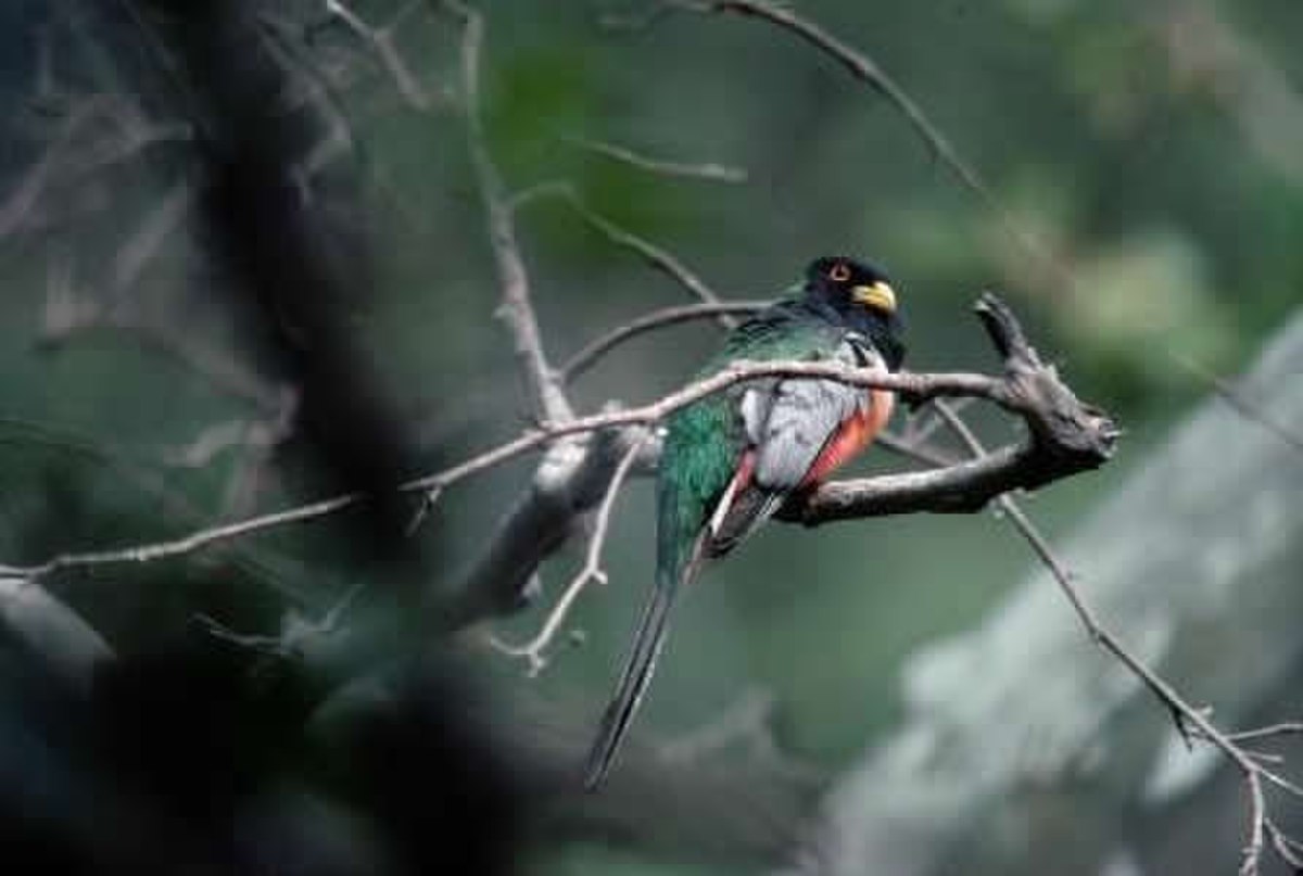 Trogon