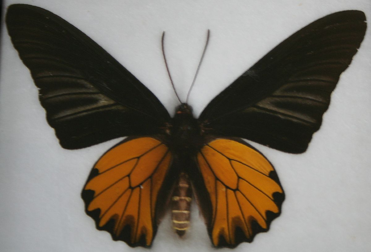 Troides aeacus.jpg
