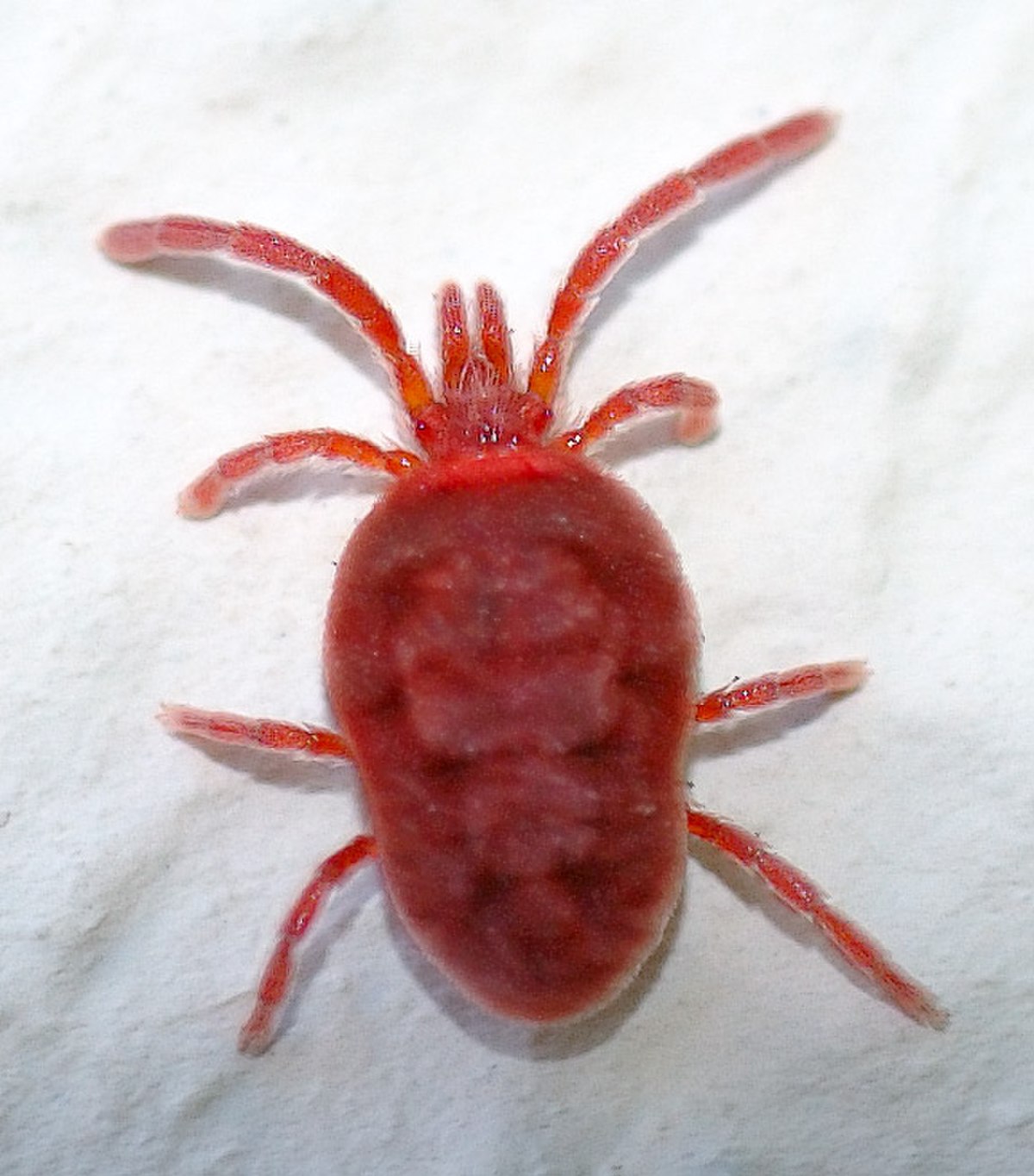 Trombidium