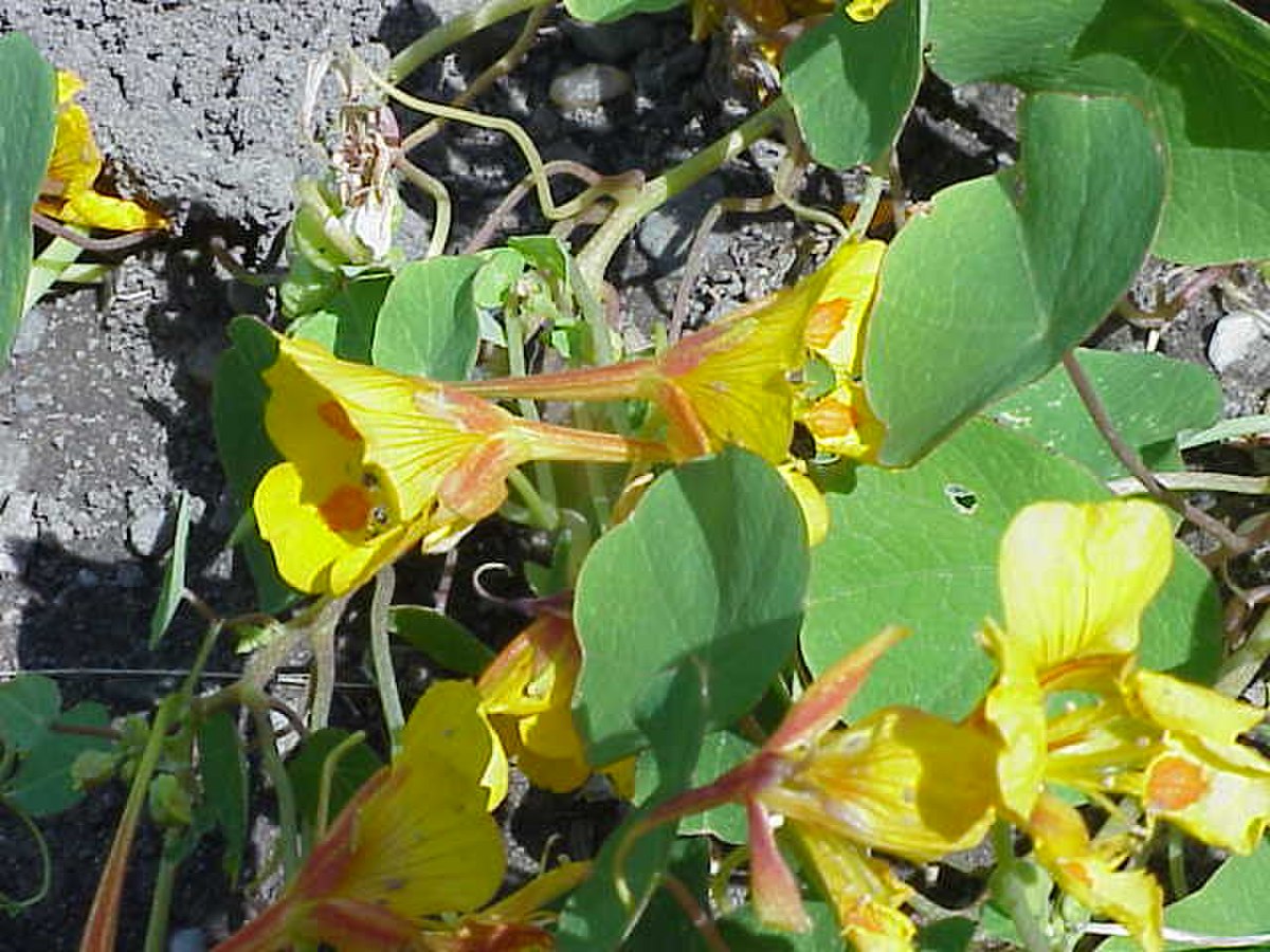 Tropaeolaceae