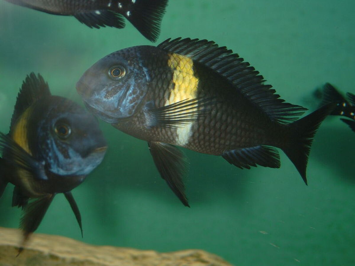 Tropheus duboisi