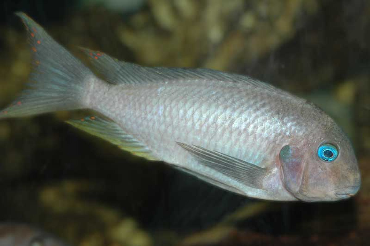 Tropheus