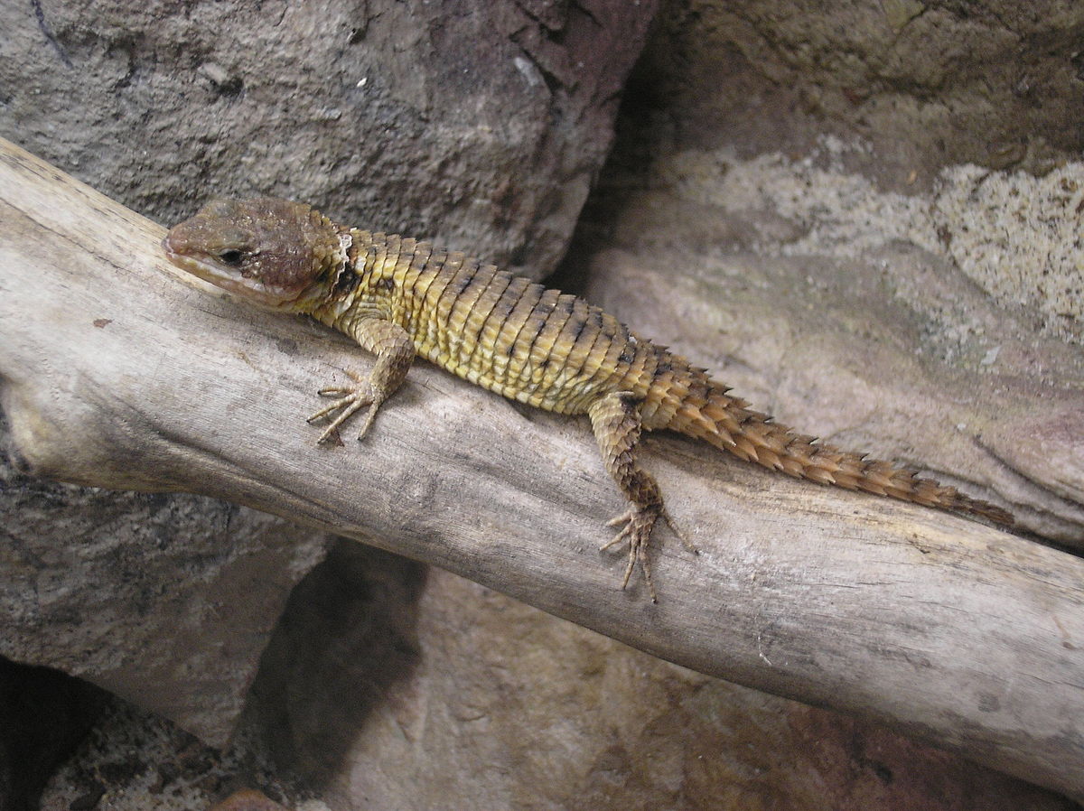 Cordylus