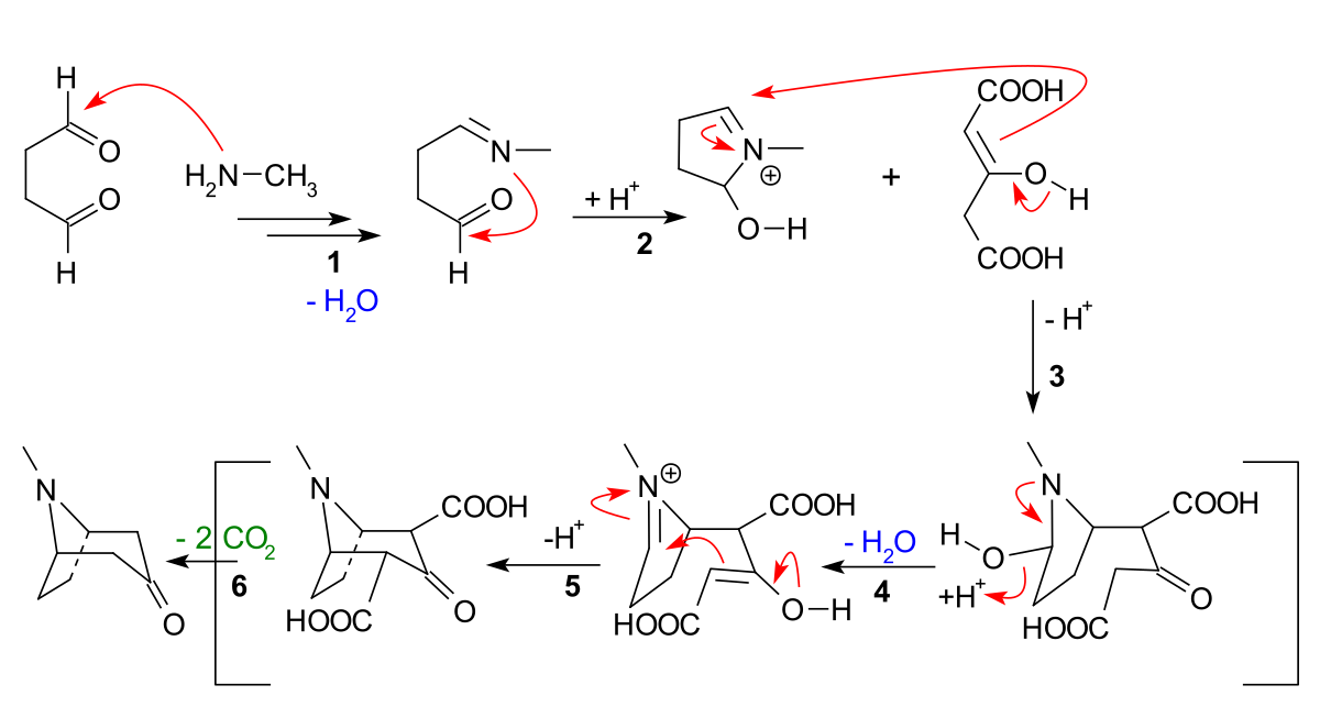 TropinoneSynthesisMechanism.svg