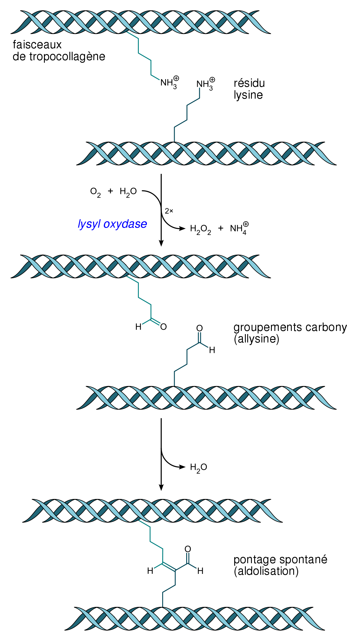 Tropocollagène pontage lysyl oxydase (FR).svg