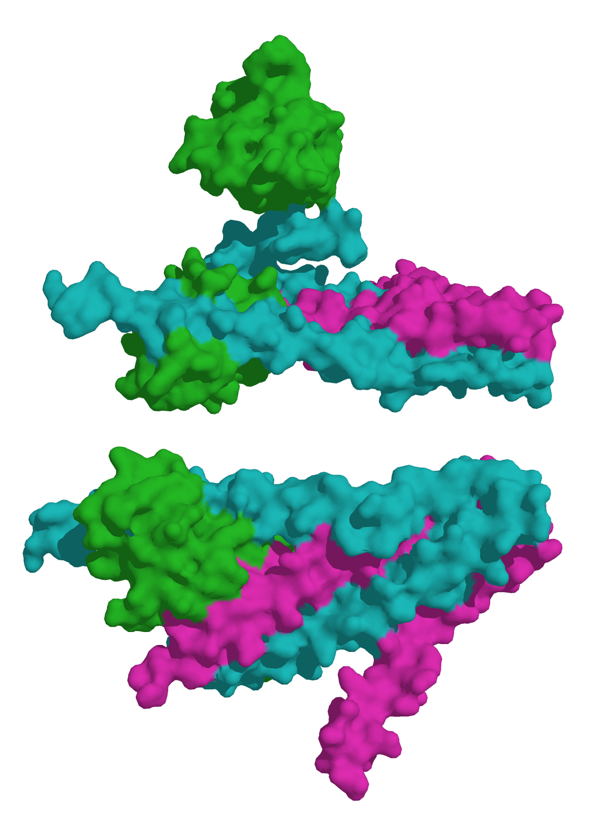 Troponine