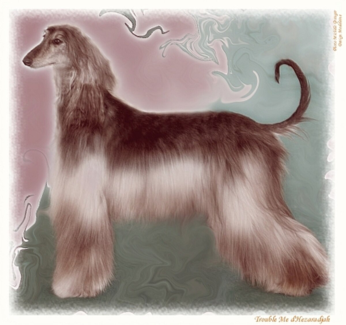 Trouble Me d'Hezaradjah w.jpg
