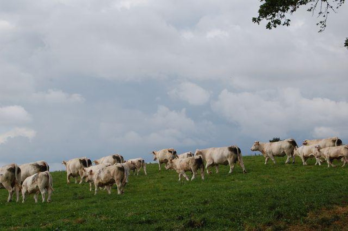 Charolais (pays)