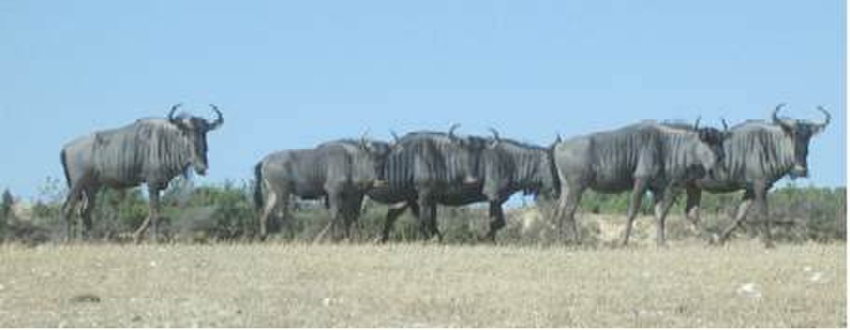 Gnou bleu (Connochaetes taurinus)