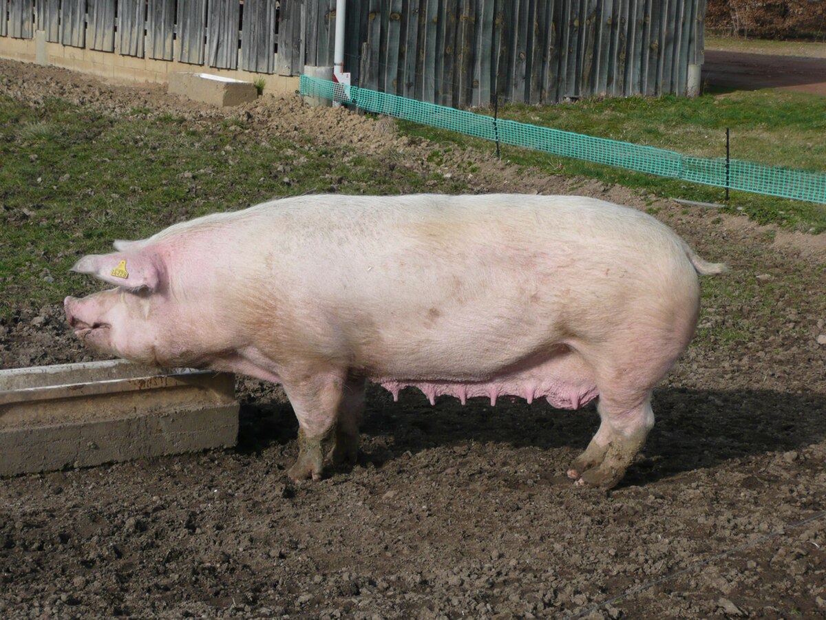 Landrace français