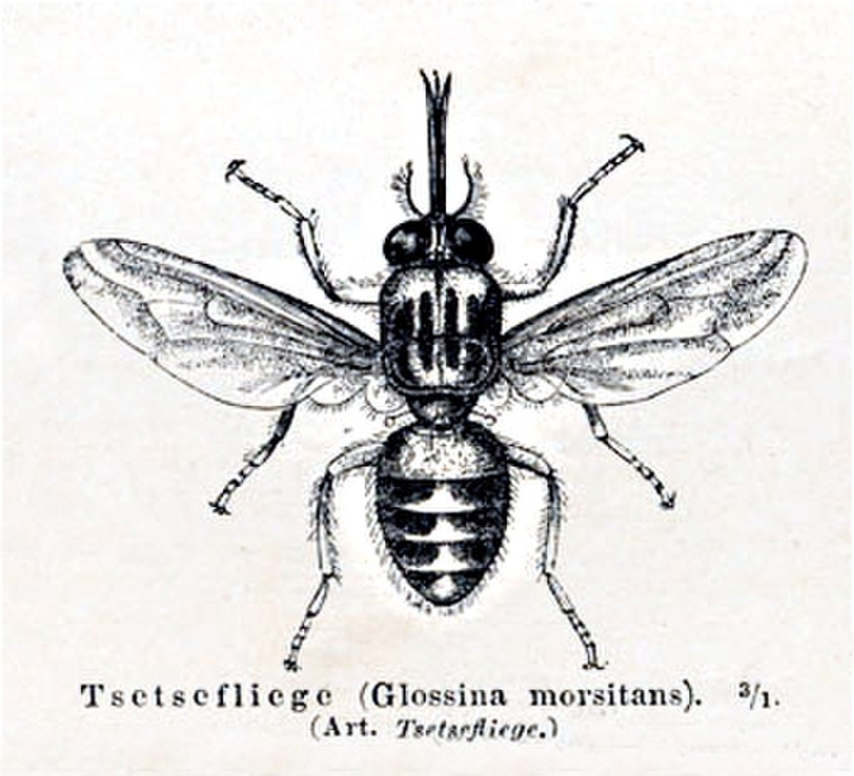 Mouche tsé-tsé (Glossina sp.)
