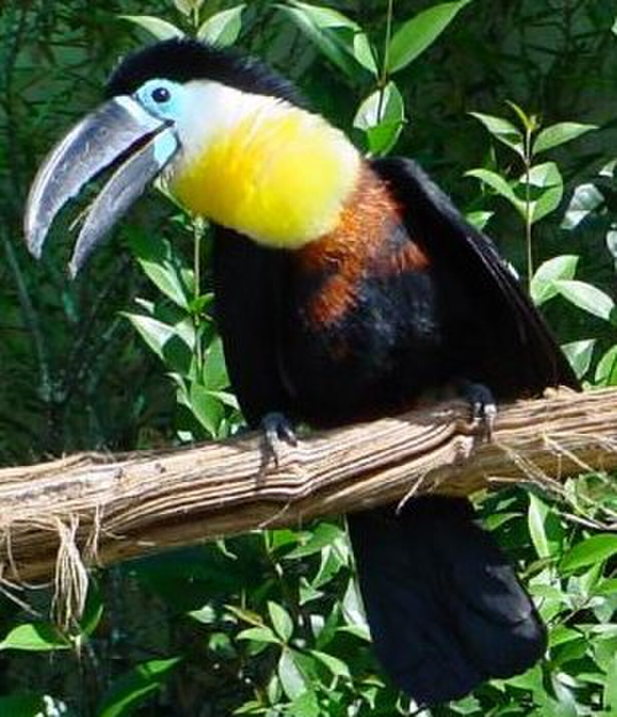 Toucan ariel
