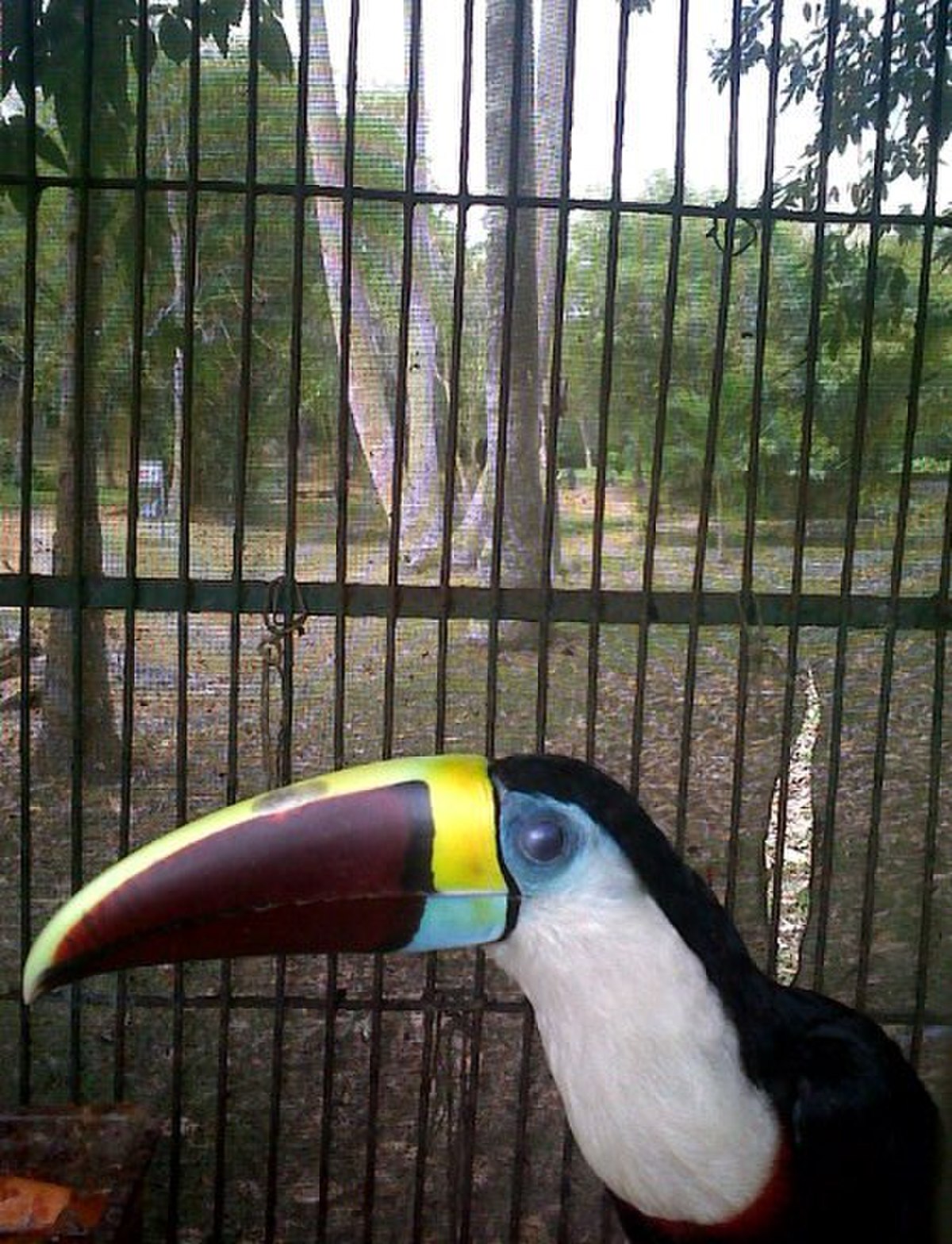 Toucan