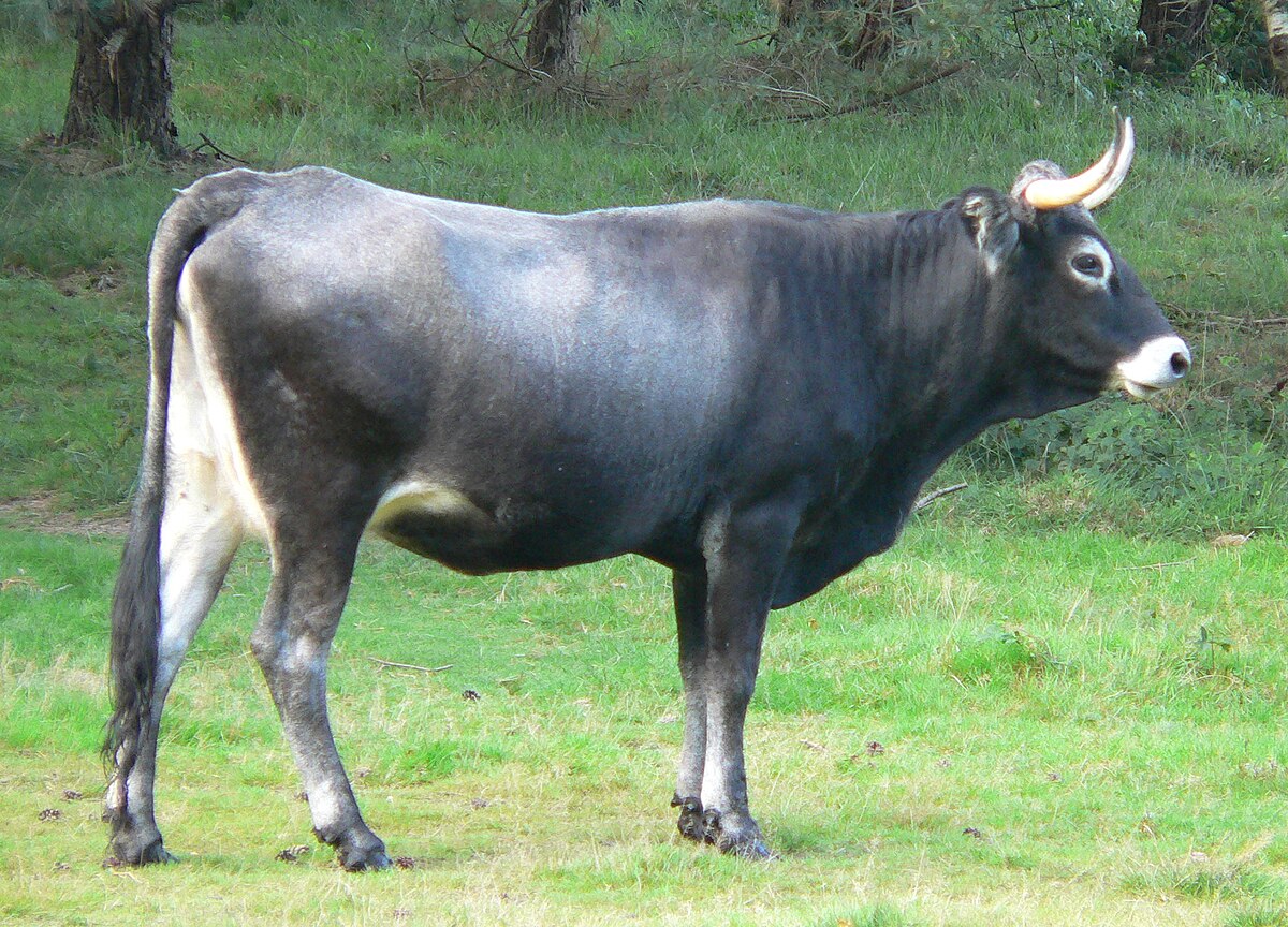 Tudanca