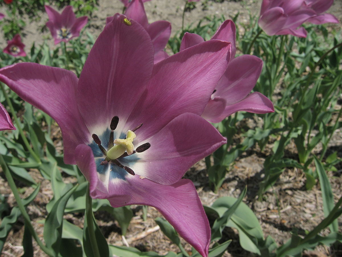 Tulipe de Guillestre