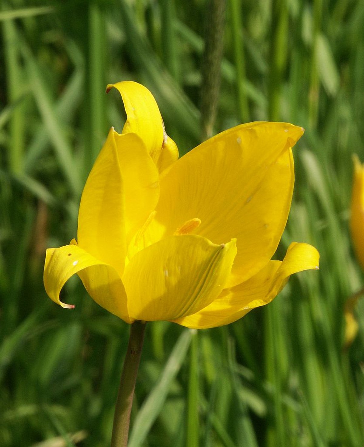 Tulipe des bois